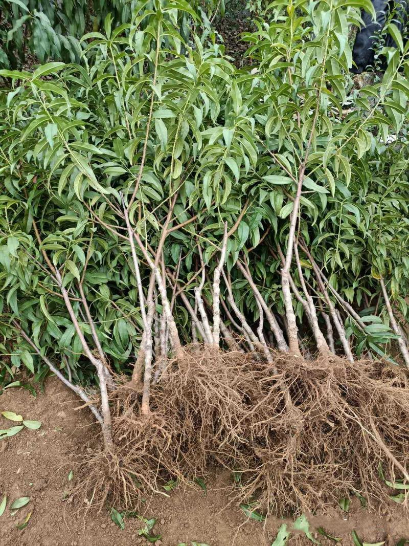 春雪桃树苗现挖保湿发货包品种南北可种植