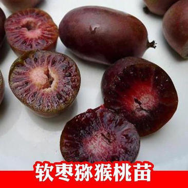 软枣猕猴桃苗红色九月龙城2号红哈迪等品种纯正