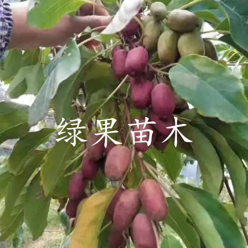 软枣猕猴桃苗红色九月龙城2号红哈迪等品种纯正