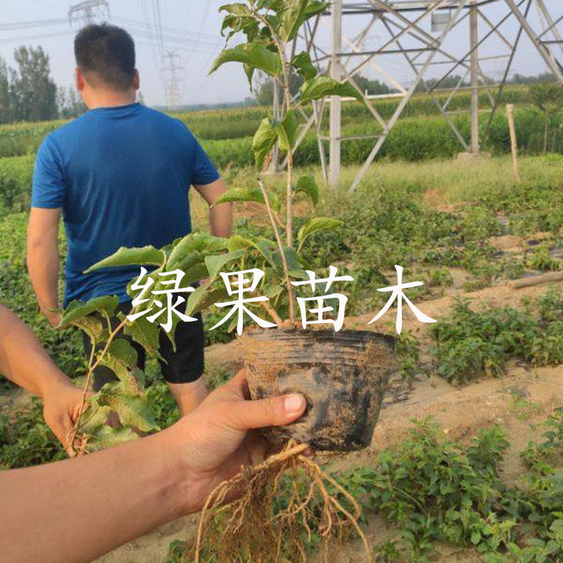 软枣猕猴桃苗红色九月龙城2号红哈迪等品种纯正