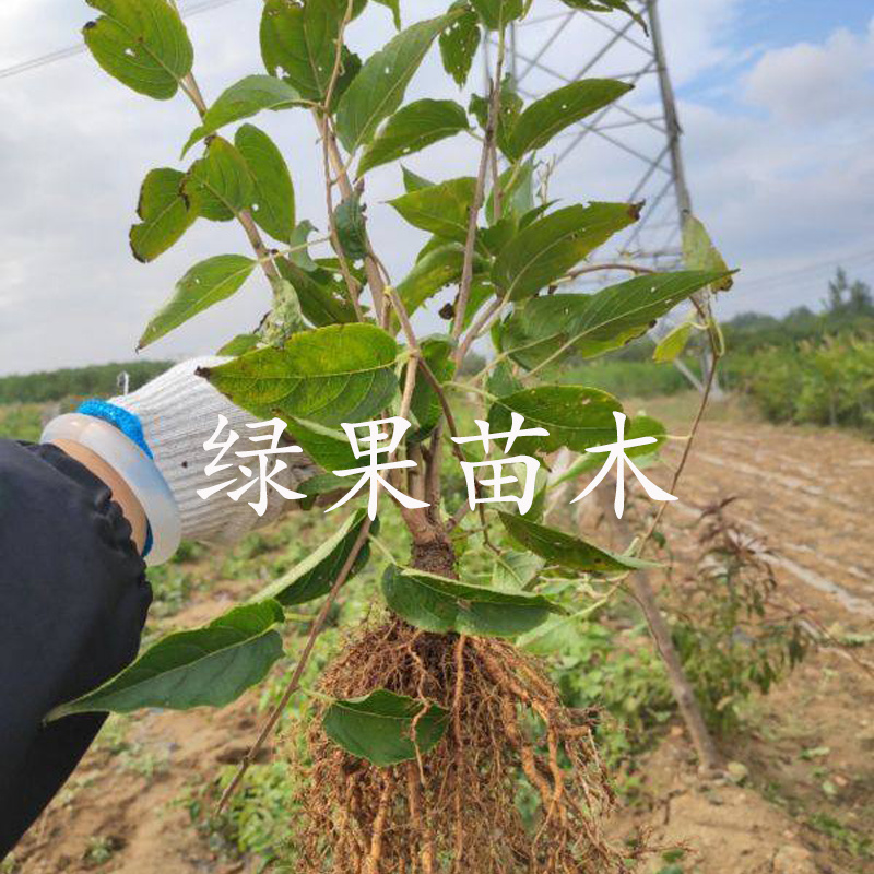 软枣猕猴桃苗红色九月龙城2号红哈迪等品种纯正