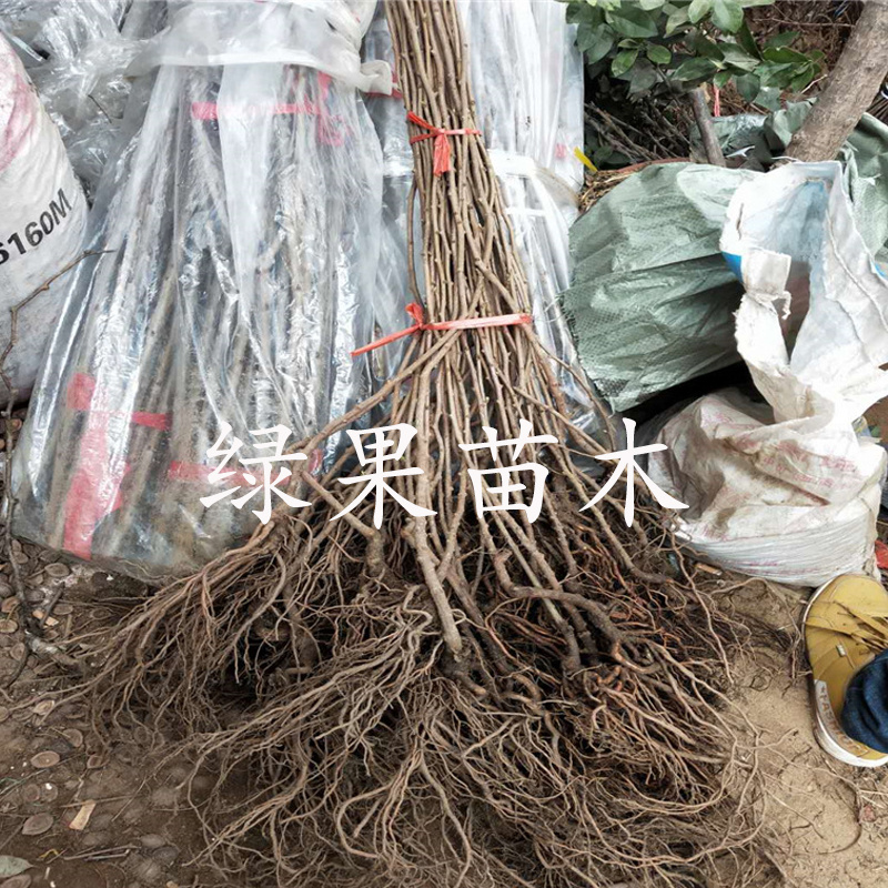 软枣猕猴桃苗红色九月龙城2号红哈迪等品种纯正