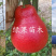 泰国暹罗红柚苗三红蜜柚苗青皮红心柚苗品种纯正