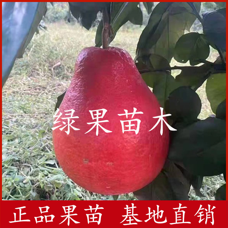 泰国暹罗红柚苗三红蜜柚苗青皮红心柚苗品种纯正