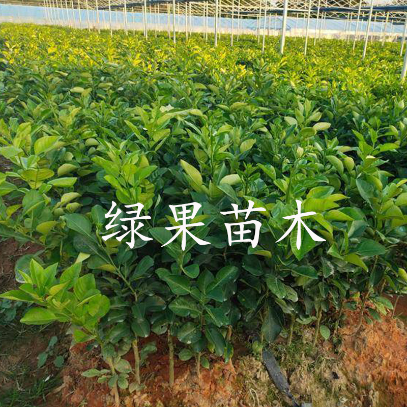 泰国暹罗红柚苗三红蜜柚苗青皮红心柚苗品种纯正