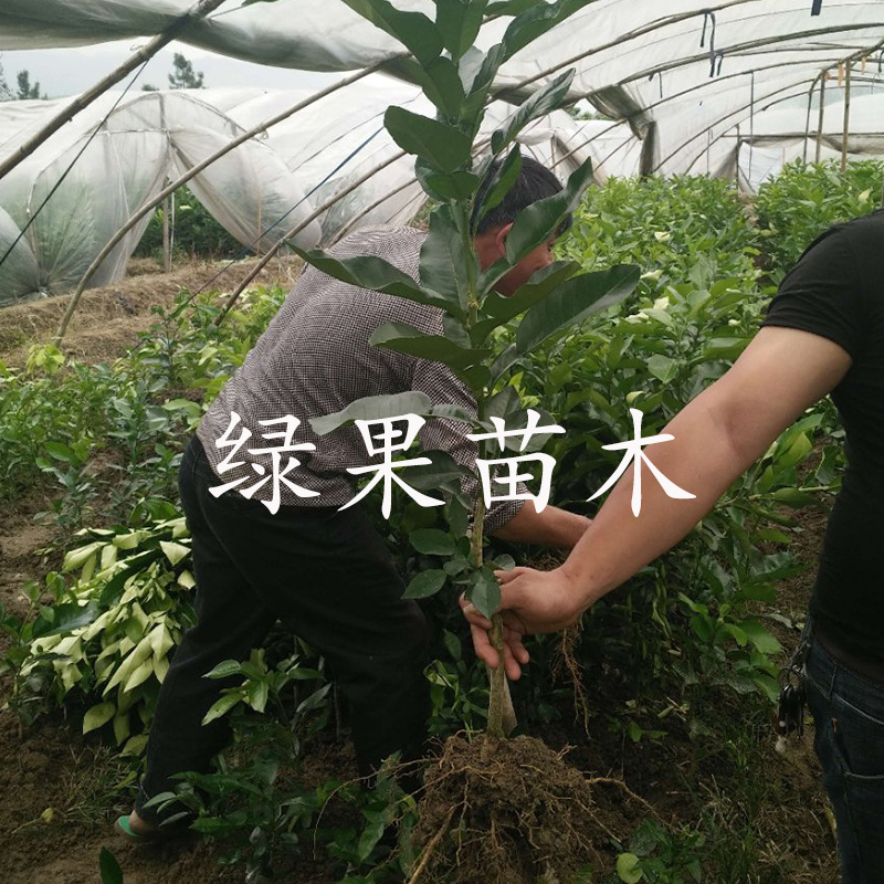 泰国暹罗红柚苗三红蜜柚苗青皮红心柚苗品种纯正