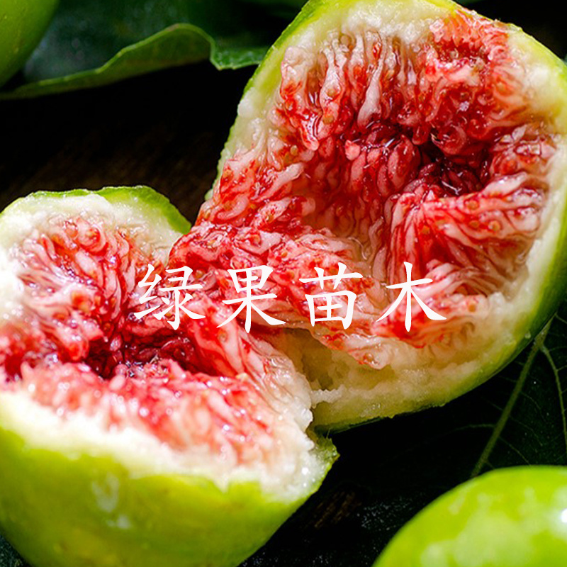 正宗威海大青皮红心甜无花果苗南北方种植特大地栽