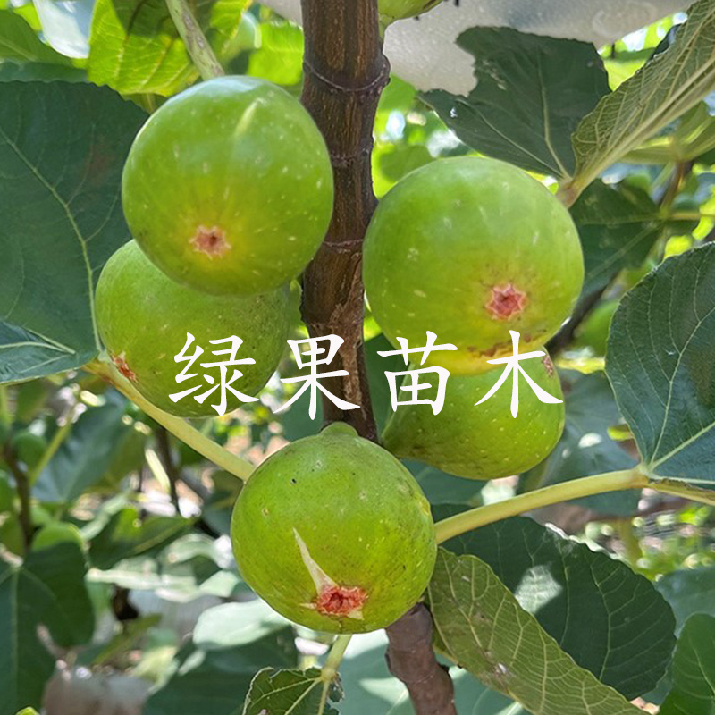 正宗威海大青皮红心甜无花果苗南北方种植特大地栽