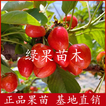 新品种沙王樱桃树苗布鲁克斯齐早樱桃苗塔玛拉樱桃矮化