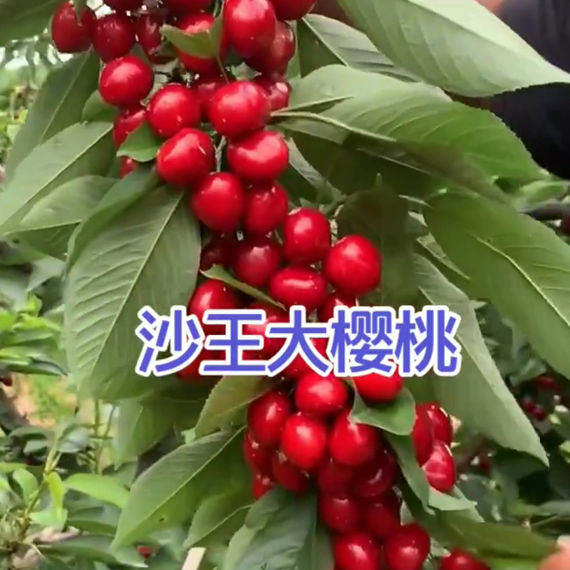 新品种沙王樱桃树苗布鲁克斯齐早樱桃苗塔玛拉樱桃矮化