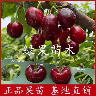 塔玛拉樱桃苗车厘子苗大樱桃树苗