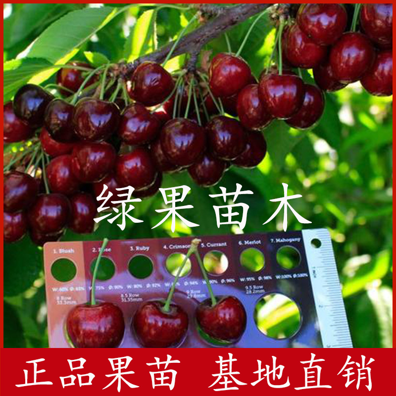 塔玛拉樱桃苗车厘子苗大樱桃树苗