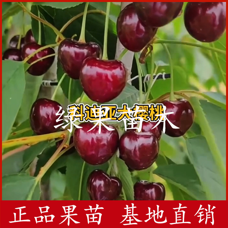 大樱桃树苗车厘子苗科迪亚樱桃苗