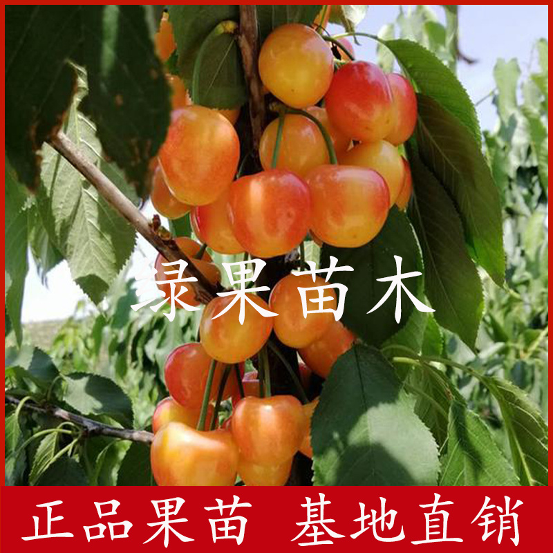 鲁樱5号辉煌1-5矮化大樱桃苗基地果苗纯正保证