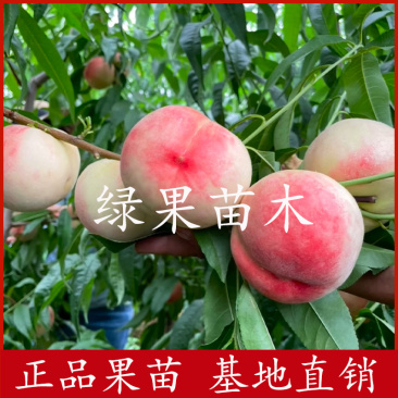 中大桃树苗14嫁接桃苗桃苗