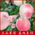 中大桃树苗14嫁接桃苗桃苗