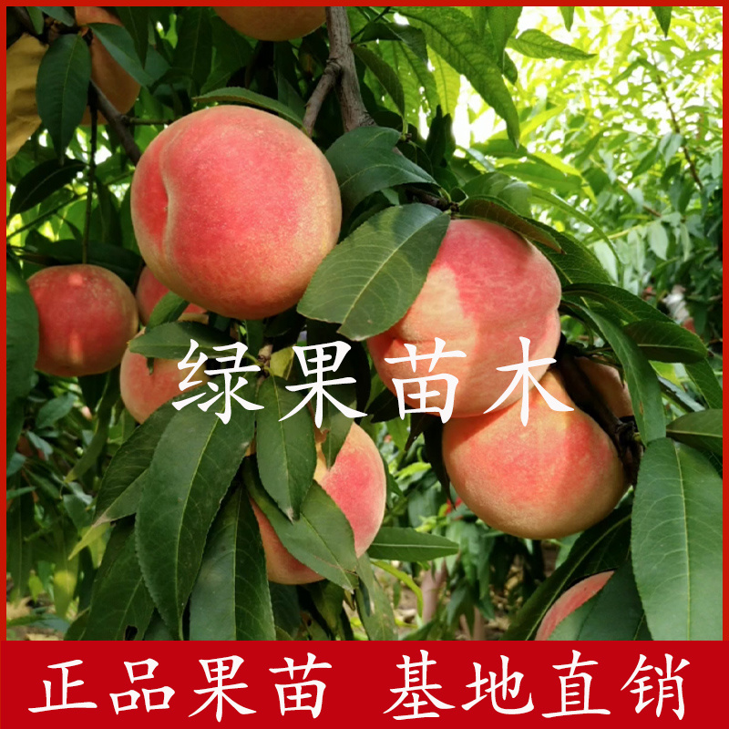 新川中岛桃苗嫁接桃树苗果苗品种