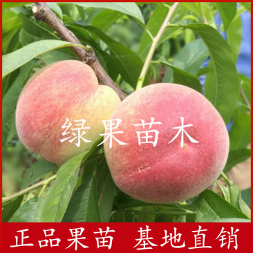 胭脂脆桃苗嫁接桃苗水蜜桃脆红桃皮球桃苗