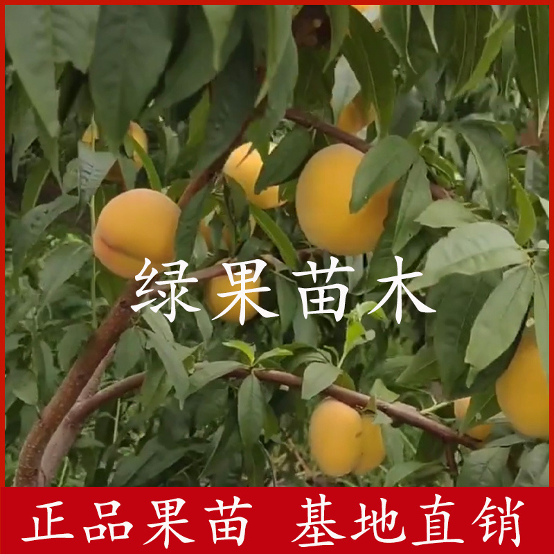 金凤黄桃苗嫁接桃苗基地果树苗黄金桃脆甜桃苗