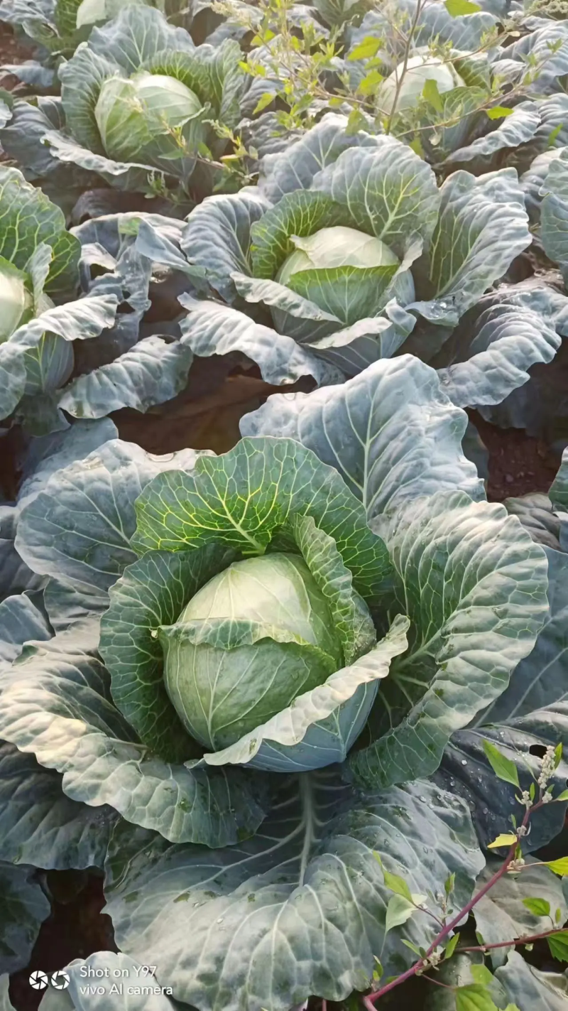 【甘蓝】湖北精品圆包菜一手货源千亩基地持续供应。