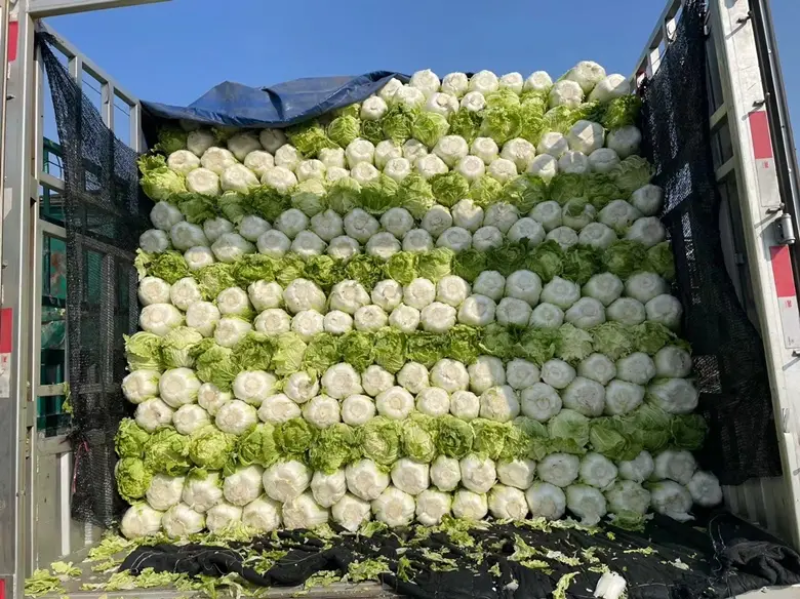 【白菜】湖北黄心白菜一手货源千亩基地持续供应全国发货