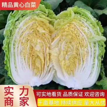 【白菜】湖北黄心白菜一手货源千亩基地持续供应全国发货