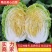 【白菜】湖北黄心白菜一手货源千亩基地持续供应全国发货