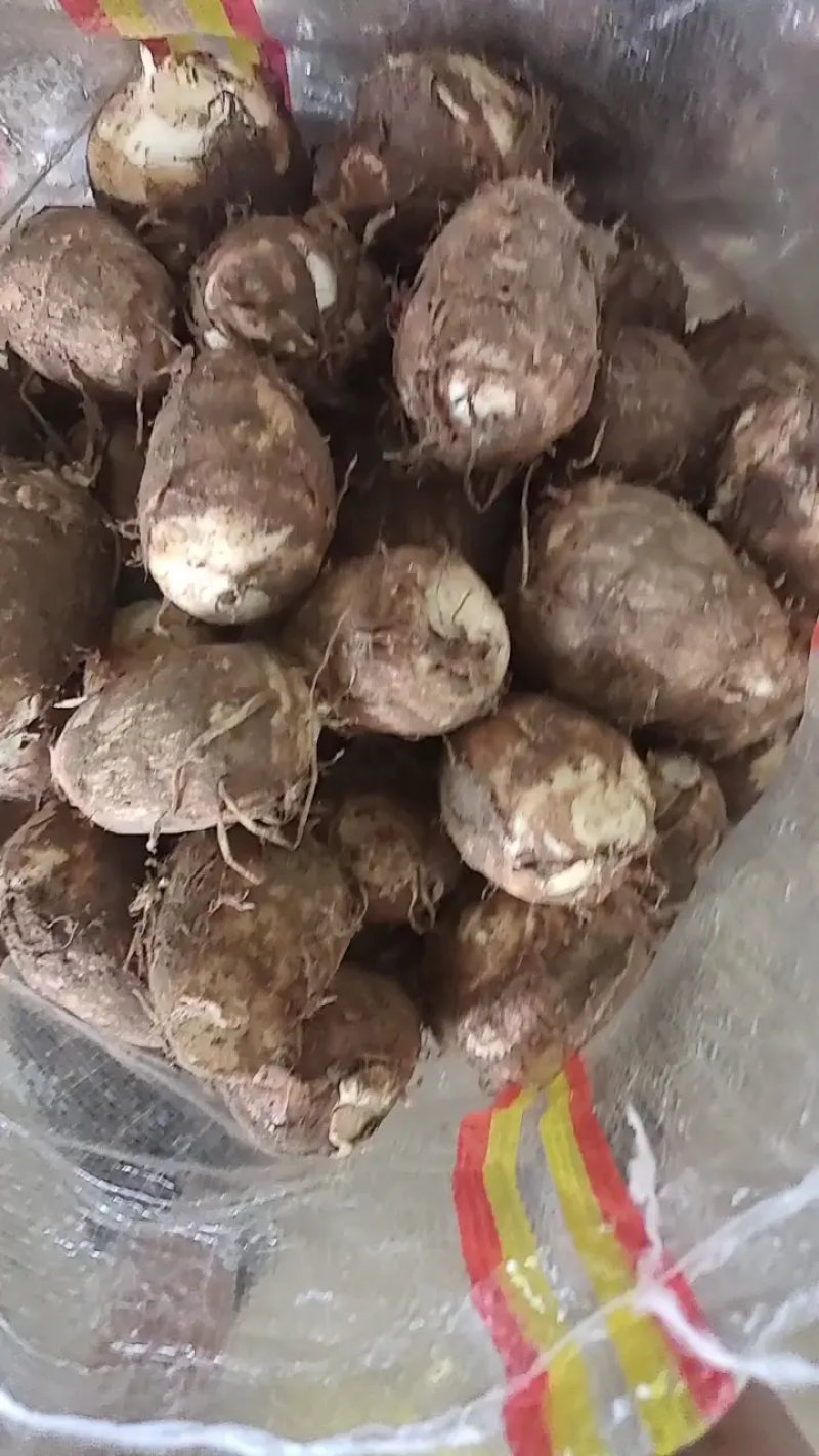 精品毛芋头8502芋头产地直发品质保证欢迎咨询