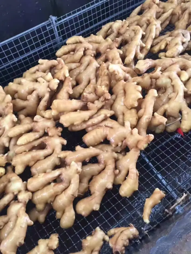精品小黄姜生姜产地直发品质保证对接各类客户