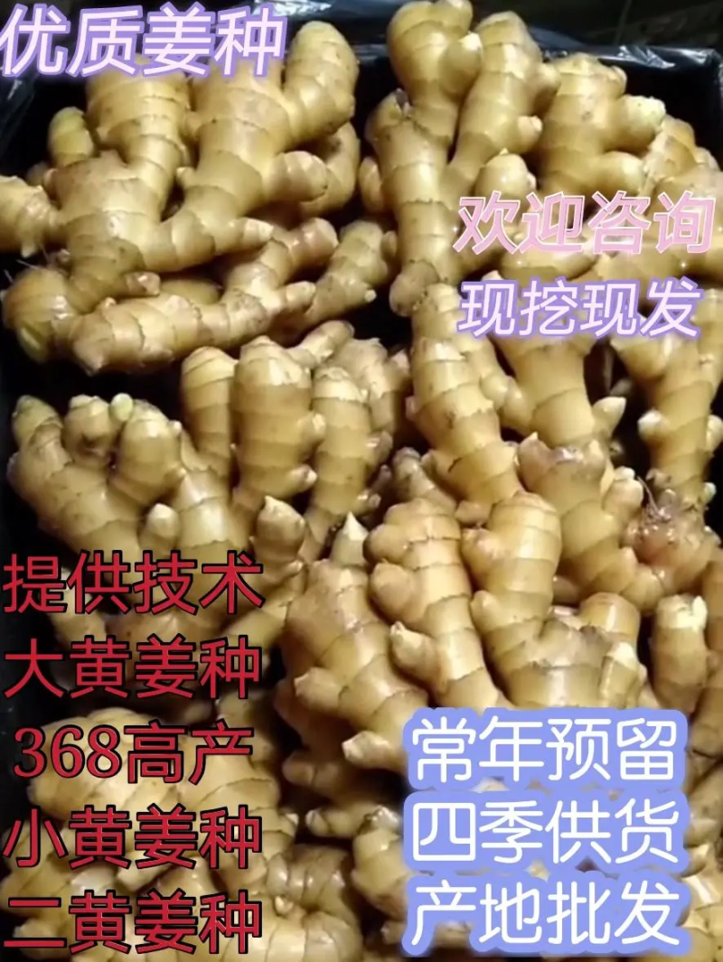 精品小黄姜生姜产地直发品质保证对接各类客户