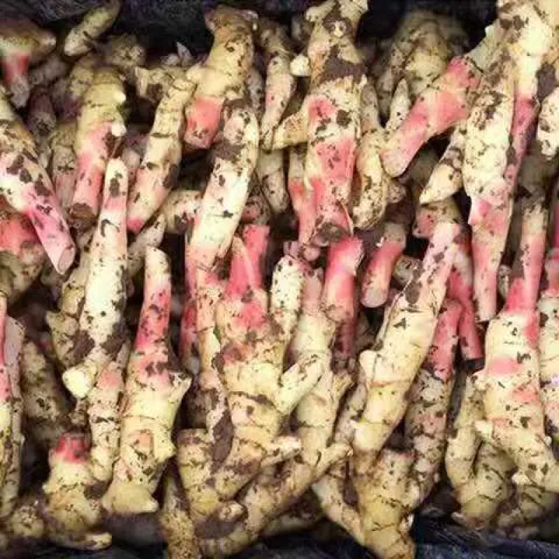 精品小黄姜生姜产地直发品质保证对接各类客户