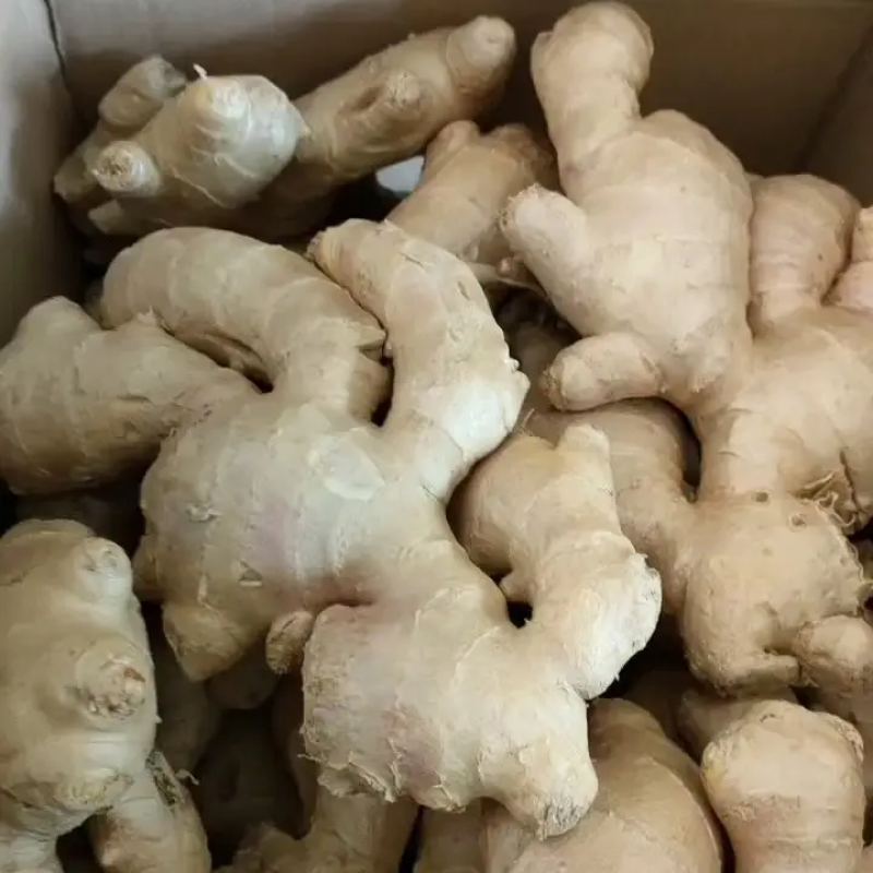 精品大黄姜生姜品质保证对接各类客户欢迎咨询合作