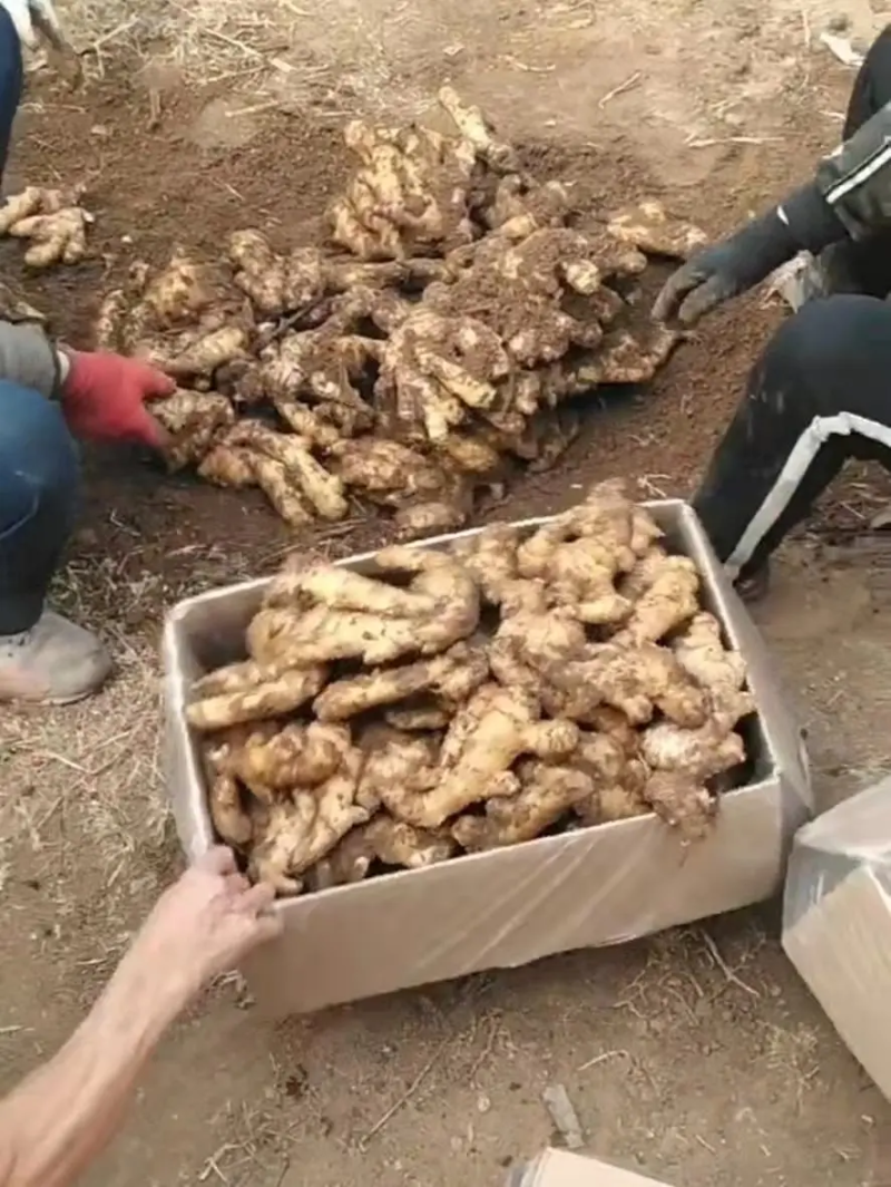 精品大黄姜生姜品质保证对接各类客户欢迎咨询合作