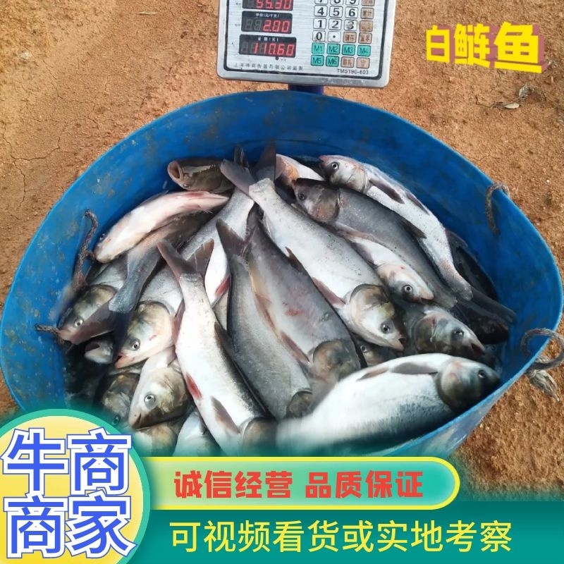 湘潭区鲢鱼，1～3斤，支持渔车送货，成活率高，质量保证