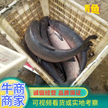 湘潭区青鱼3～5斤，货源充足，常年有货，支持渔车送货上门