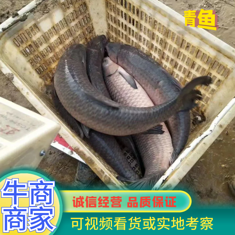 湘潭区青鱼3～5斤，货源充足，常年有货，支持渔车送货上门