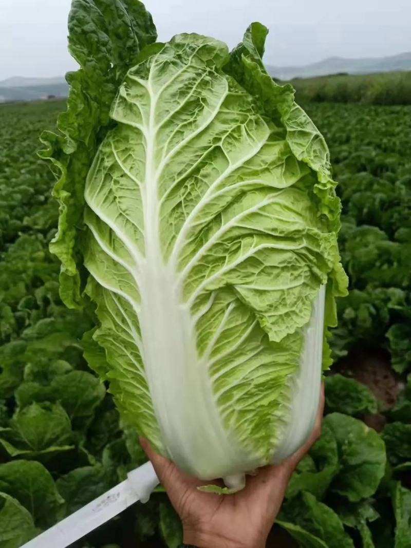 白菜玲珑黄心大白菜基地直供全国发货，商超同款