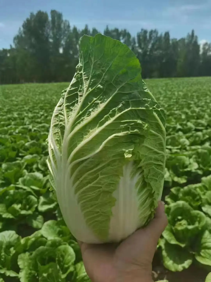 白菜玲珑黄心大白菜基地直供全国发货，商超同款
