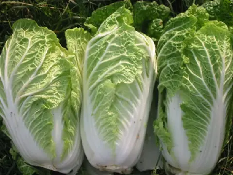 白菜玲珑黄心大白菜基地直供全国发货，商超同款