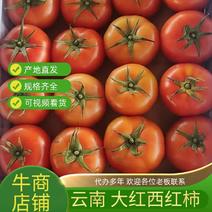 精品西红柿大量上市货源充足全国发货量大