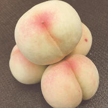 阳山水蜜桃苗包品种包成活南北方都可种植