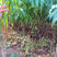 鹰嘴蜜桃苗鹰嘴桃，单果重250以上，七月上旬成熟