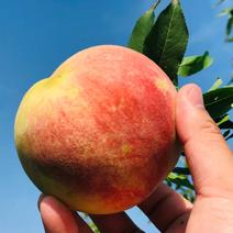 映霜红桃苗嫁接山东水蜜桃晚熟品种特大脆甜桃子果树巨型冬桃