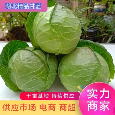 【甘蓝】湖北精品圆包菜一手货源千亩基地持续供应。