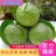 【甘蓝】湖北精品圆包菜一手货源千亩基地持续供应。