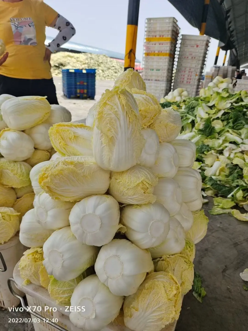 吉林省公主岭黄心白菜，杠菜大量上市，质量三包。欢迎采购
