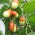大平顶枣树苗现挖现发死苗补发包品种包成活