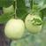国光枣树苗，保证品种，保证成活，死苗补发，九月底成熟