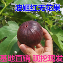 波姬红无花果苗波姬红无花果苗根系好成活率高结果快