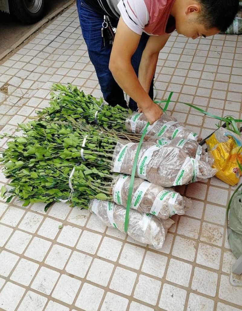 红宝石柚苗红宝石柚苗，嫁接红宝石鲜嫩多汁结果多多